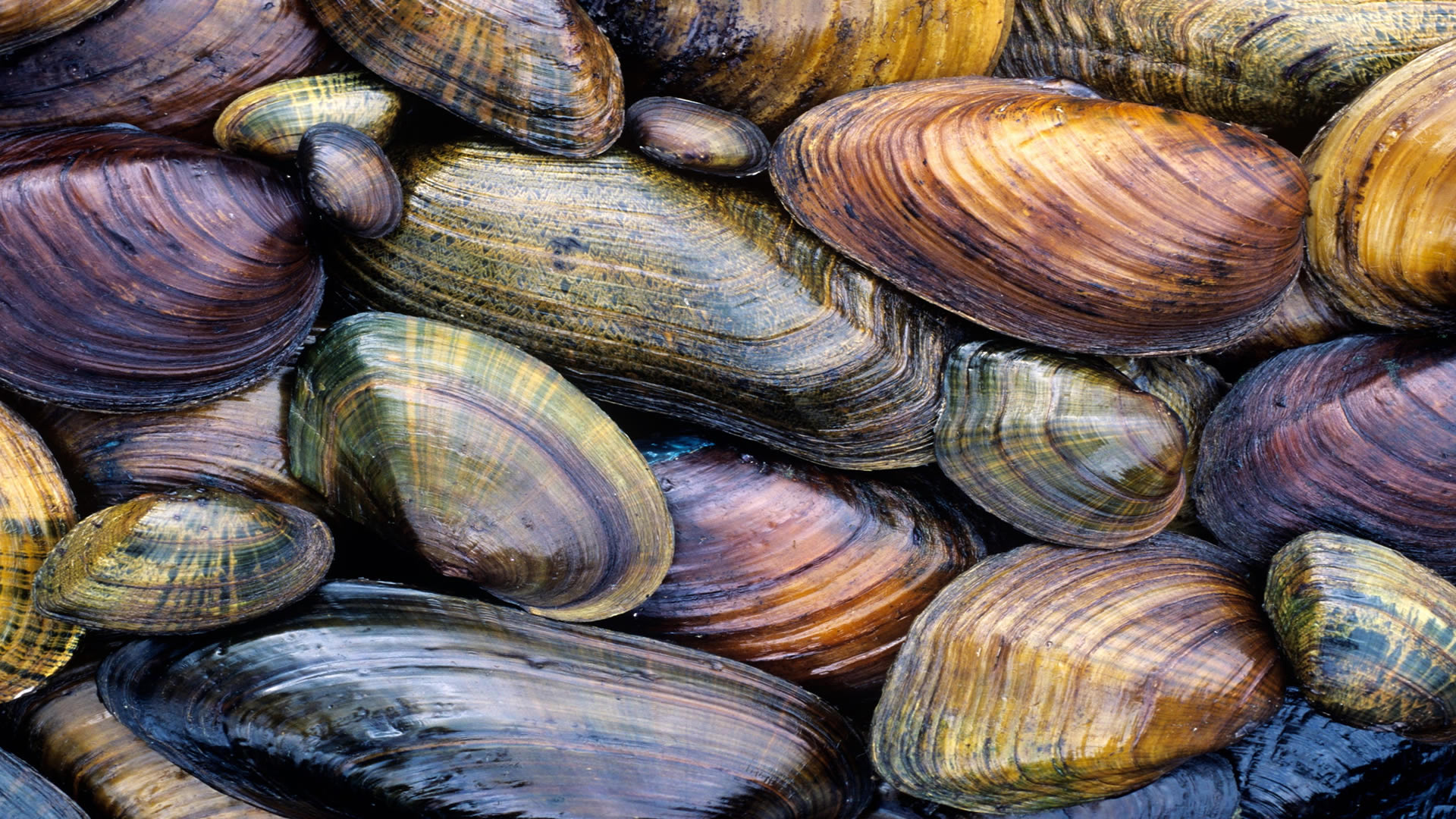 Biva Pearl Farm